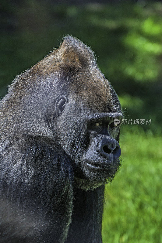 西部低地大猩猩(gorilla gorilla)是西部大猩猩(gorilla gorilla)的两个亚种之一，生活在安哥拉、喀麦隆、中非共和国等非洲中部的山地、原生林和次生林以及低地沼泽中
